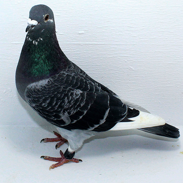 Band: AU 20077 AA 2025